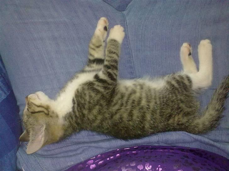 Huskat Pjevs. Solgt. billede 17