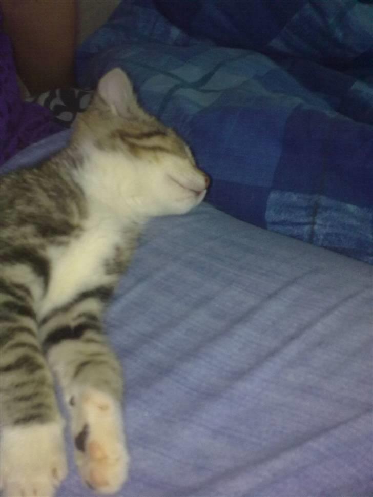 Huskat Pjevs. Solgt. billede 18