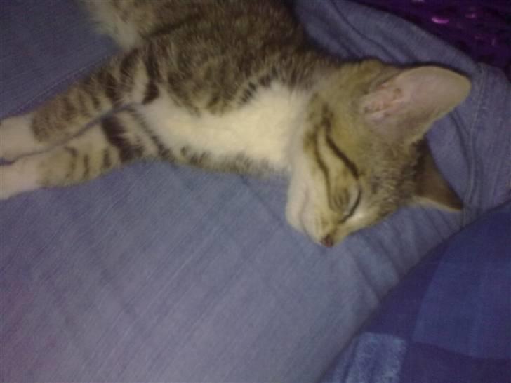 Huskat Pjevs. Solgt. billede 19