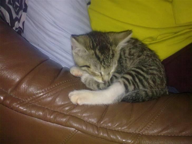 Huskat Pjevs. Solgt. billede 20