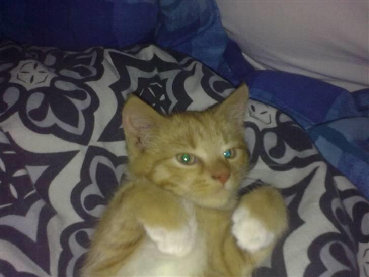 Huskat Bøllemis. billede 1