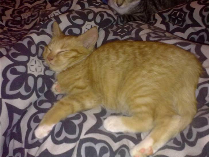 Huskat Bøllemis. billede 2