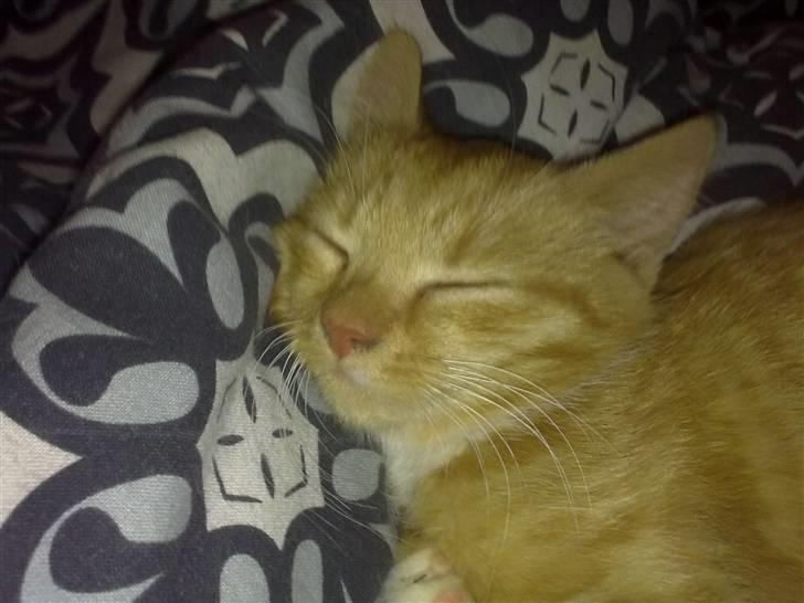 Huskat Bøllemis. billede 3