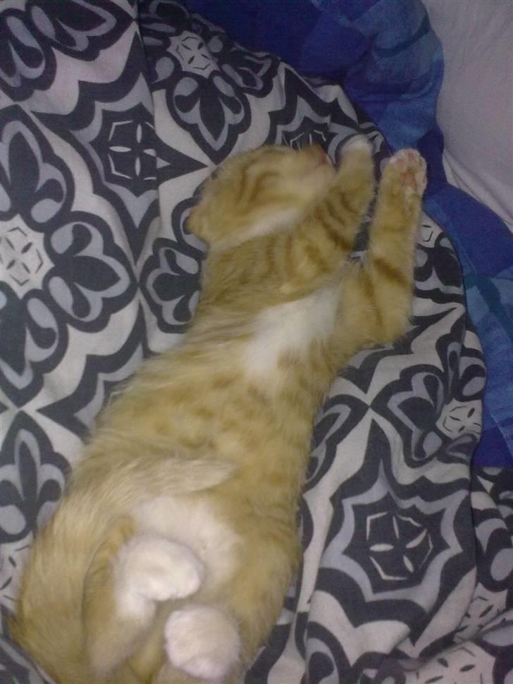 Huskat Bøllemis. billede 4