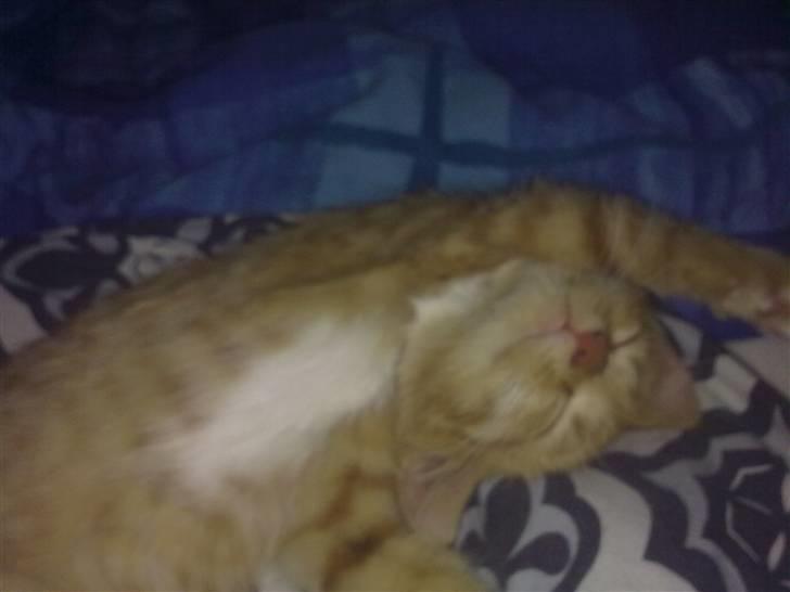 Huskat Bøllemis. billede 5