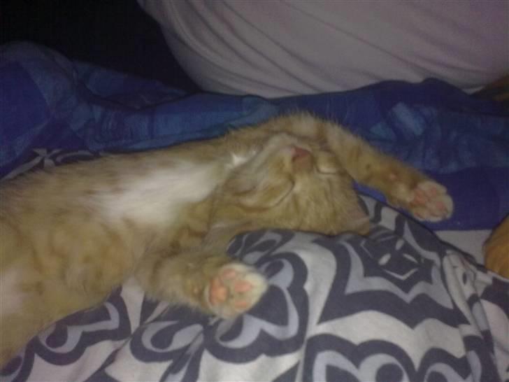 Huskat Bøllemis. billede 6