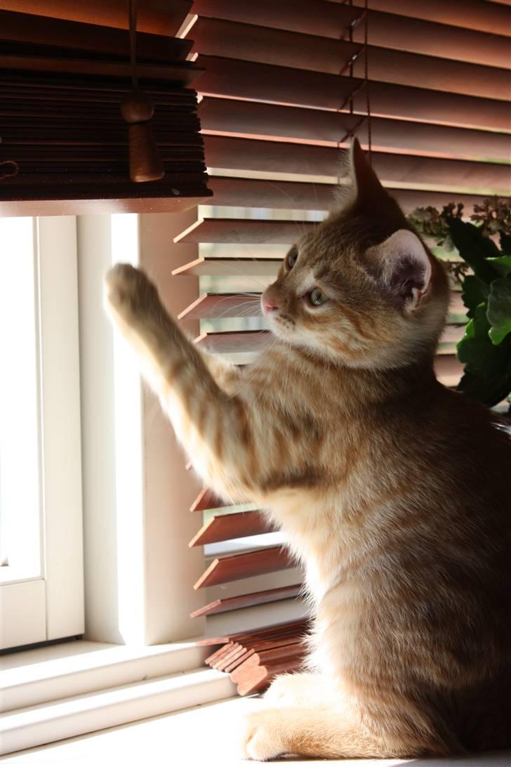 Huskat Garfield - Guffe billede 12