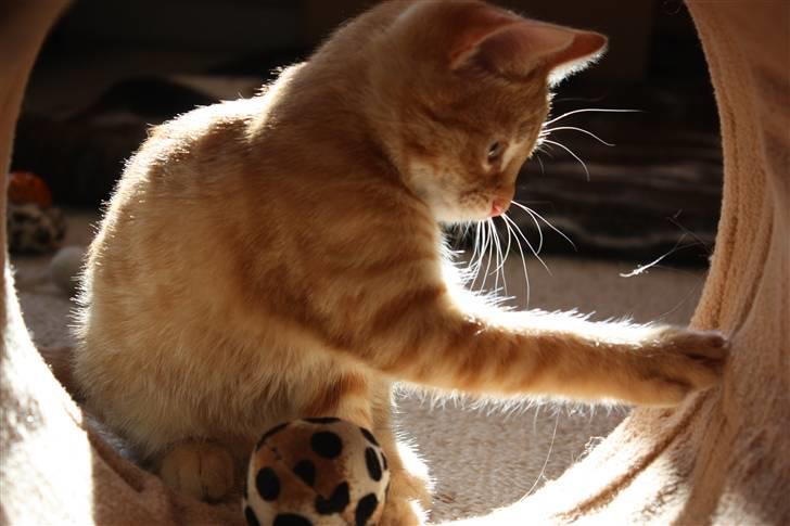 Huskat Garfield - Guffe billede 13