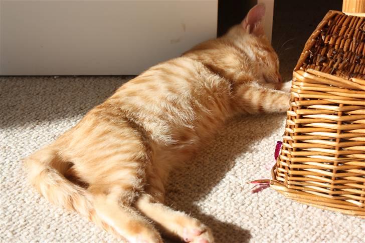 Huskat Garfield - Guffe billede 14