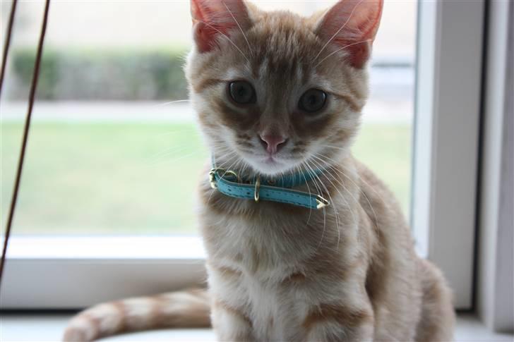 Huskat Garfield - Guffe billede 15