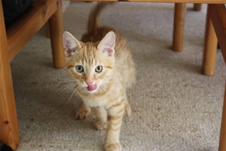 Huskat Garfield - Guffe billede 16