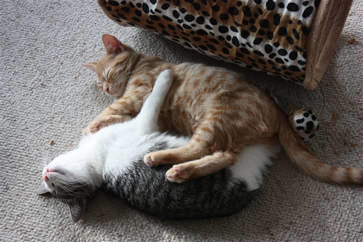 Huskat Garfield - Guffe billede 17