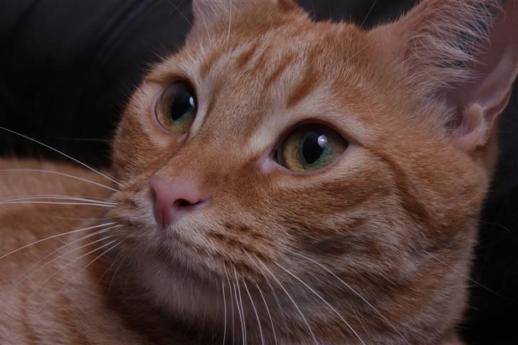 Huskat Garfield - Guffe billede 18