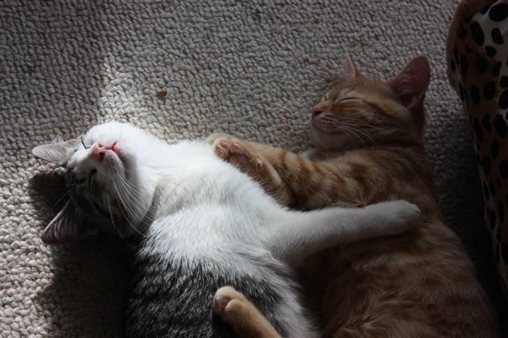 Huskat Malou billede 12