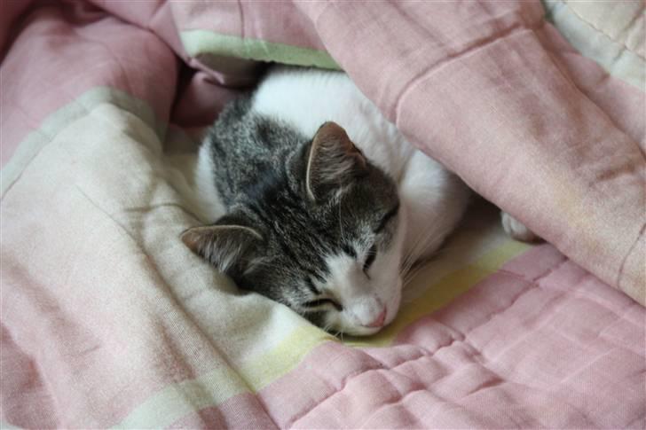 Huskat Malou billede 13