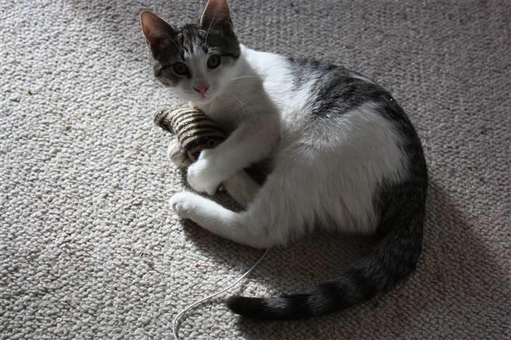 Huskat Malou billede 14