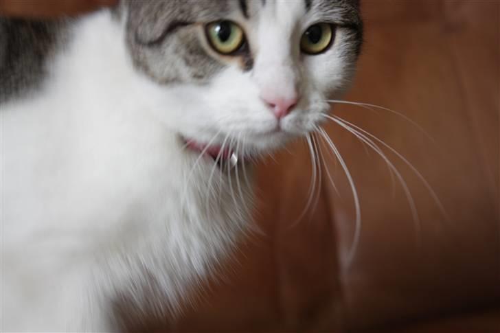 Huskat Malou billede 15