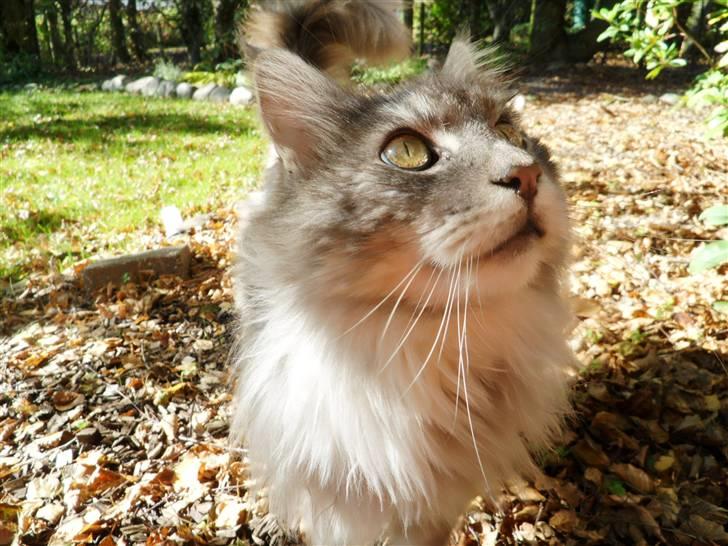 Maine Coon Pjuske - det min kat i år  billede 5