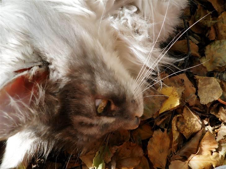 Maine Coon Pjuske billede 6