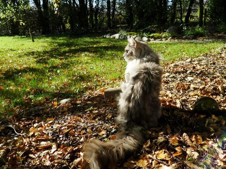 Maine Coon Pjuske billede 7