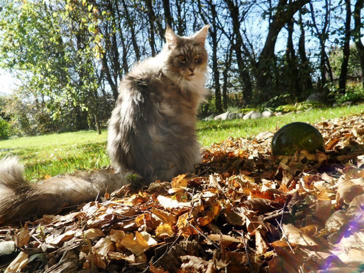 Maine Coon Pjuske billede 8