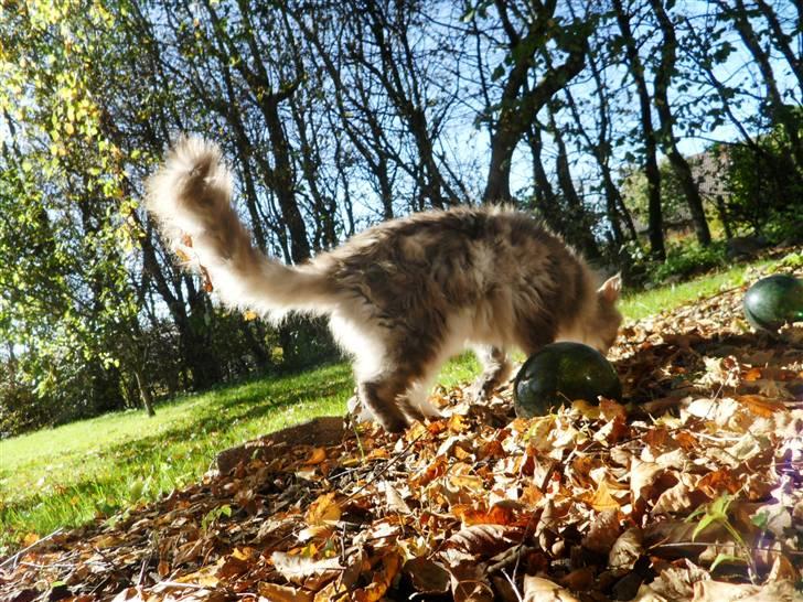 Maine Coon Pjuske billede 9