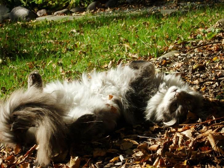 Maine Coon Pjuske billede 10