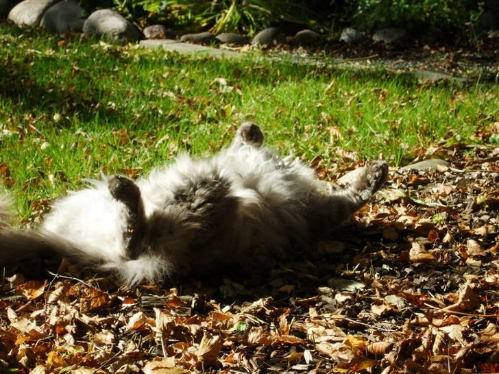 Maine Coon Pjuske billede 11