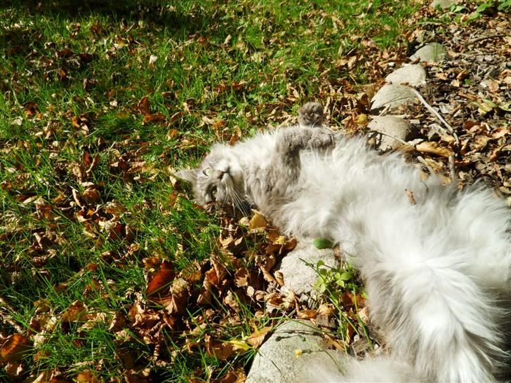 Maine Coon Pjuske billede 12