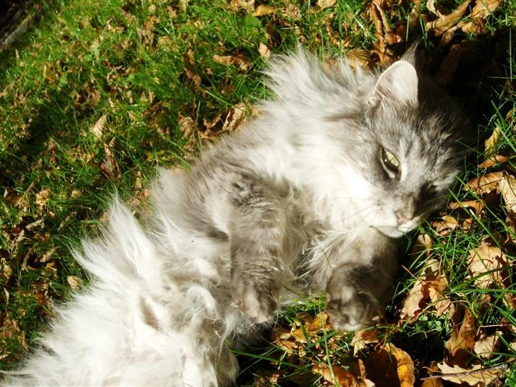 Maine Coon Pjuske billede 13