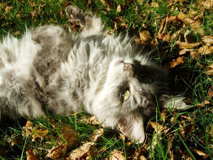 Maine Coon Pjuske billede 14