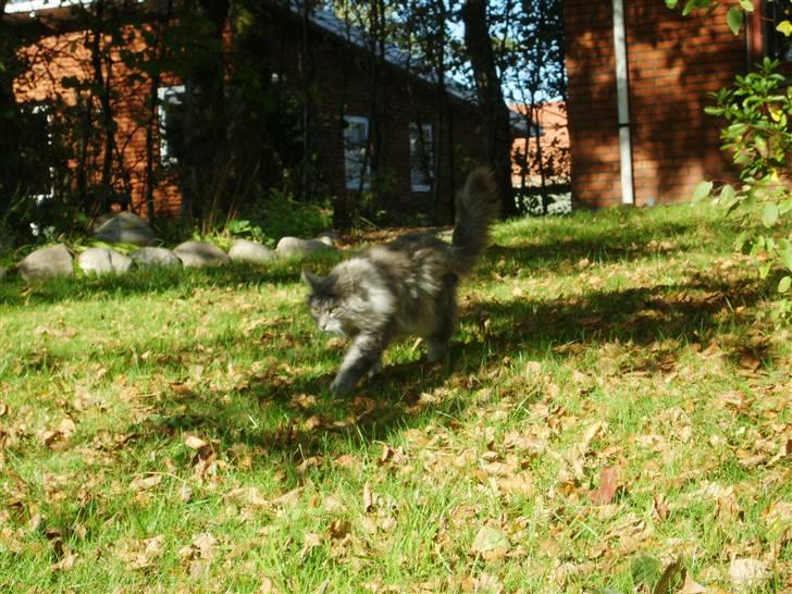 Maine Coon Pjuske billede 15