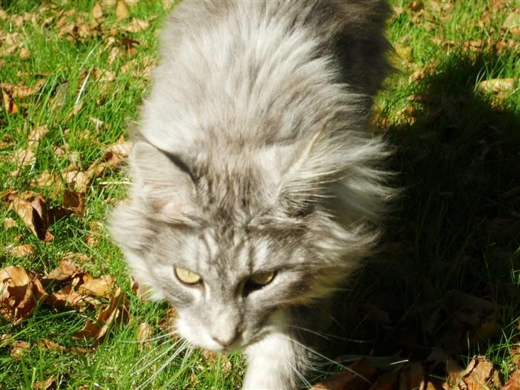 Maine Coon Pjuske billede 16