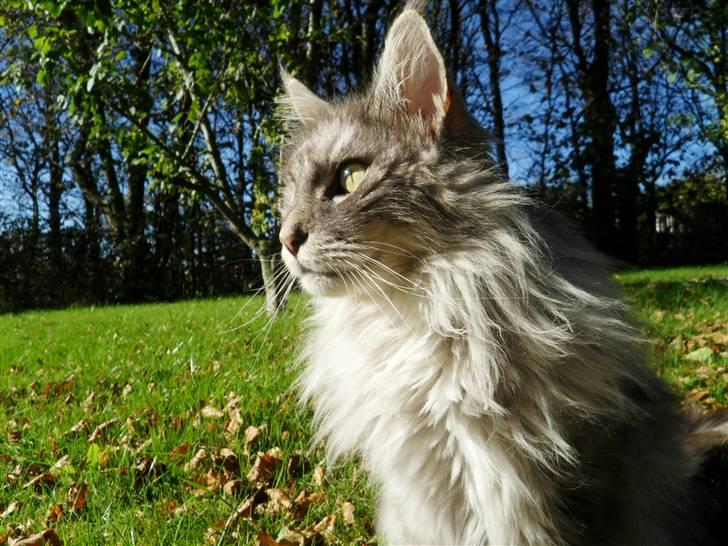 Maine Coon Pjuske billede 17
