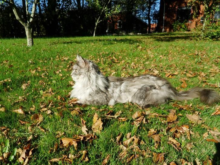 Maine Coon Pjuske billede 18