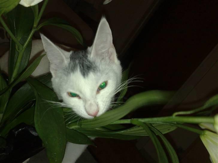 Huskat nemo billede 6