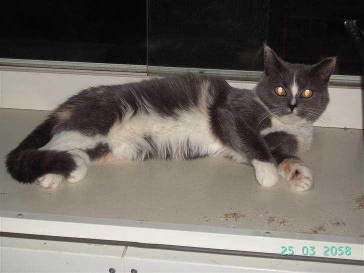 Blanding af racer Miv-miv billede 2