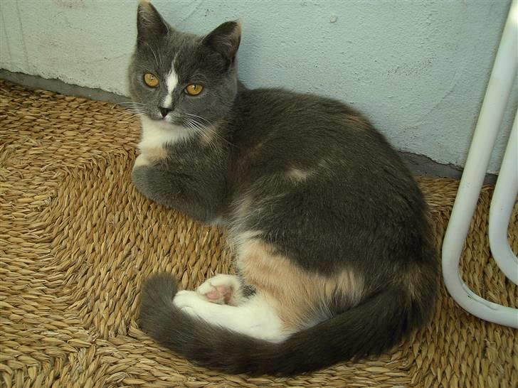 Blanding af racer Miv-miv billede 3