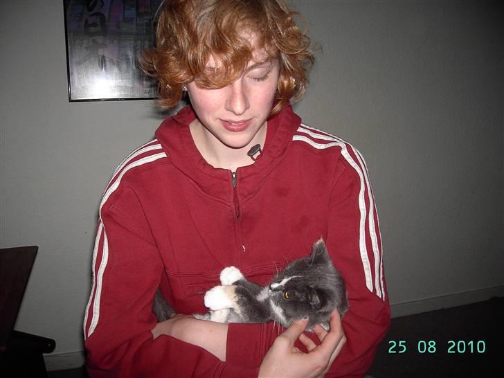 Blanding af racer Miv-miv billede 4