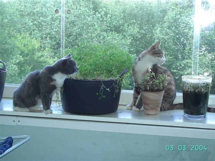 Blanding af racer Miv-miv billede 5