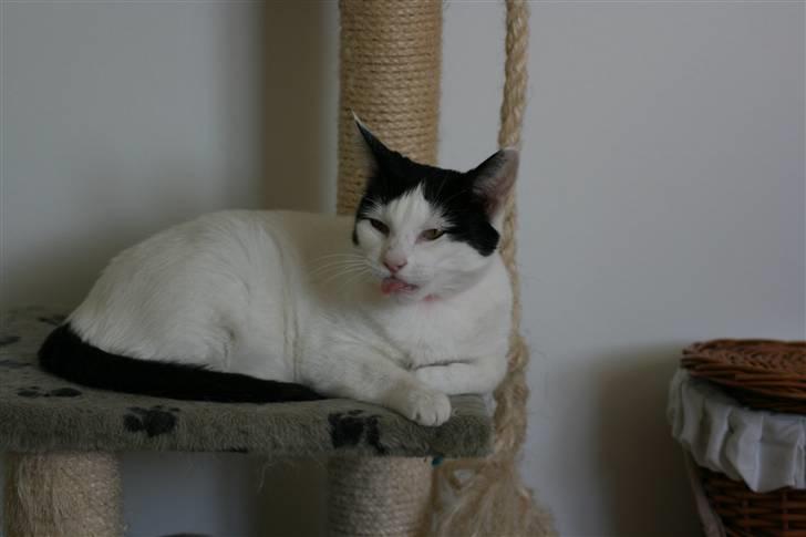 Huskat Snehvide billede 20