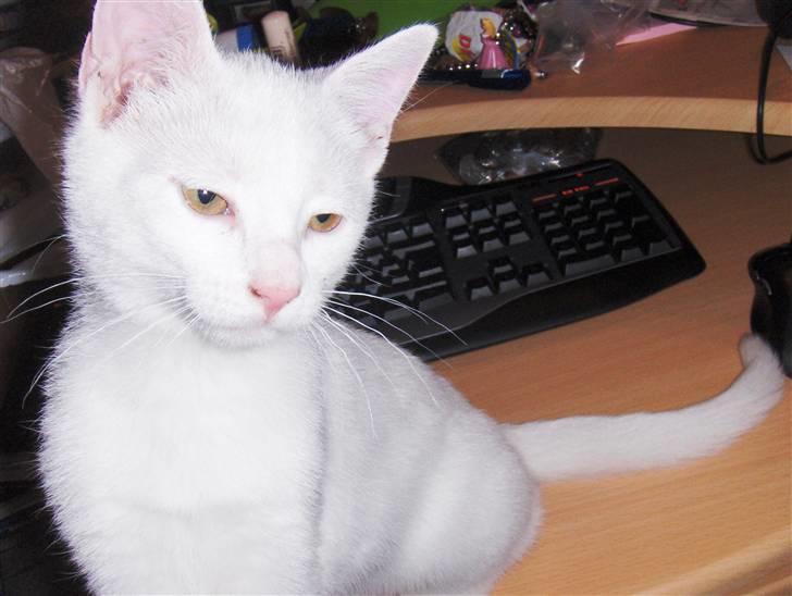 Huskat "Piv" - Hold nu op med at tage billeder af mig mor altså billede 7