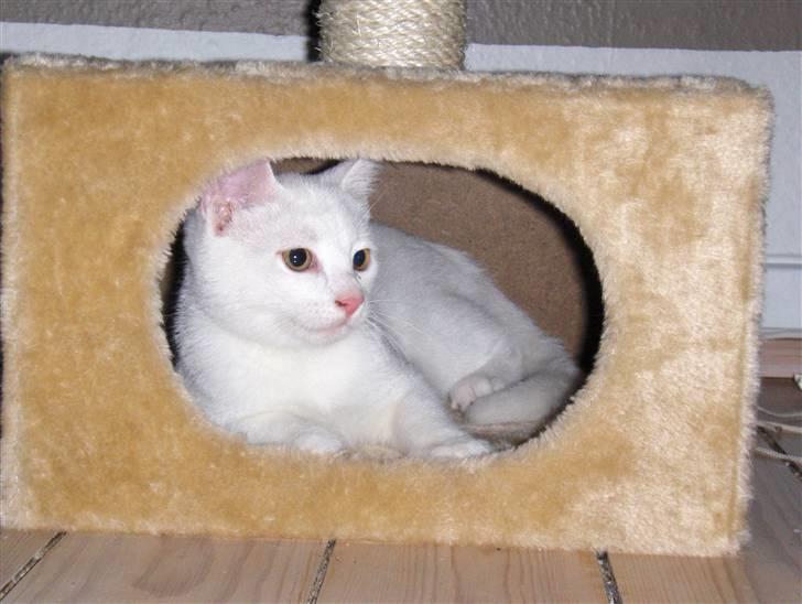 Huskat "Piv" - Min hule!.. hov hvad var det der sagde en lyd? billede 8