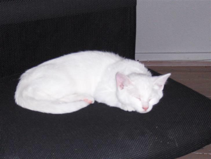 Huskat "Piv" - Hej mor jeg har lige taget din stol. haha! billede 9