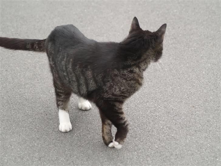 Huskat Felix R.I.P VIL SAVNES!! billede 4