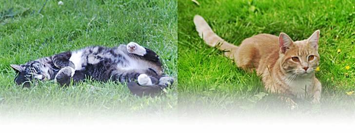 Huskat Felix R.I.P VIL SAVNES!! - SAVNET!!<333 billede 5