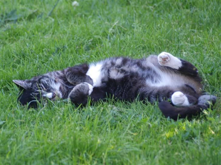 Huskat Felix R.I.P VIL SAVNES!! - du er en lækker, lækker kat!! og det vil du altid være!! billede 6