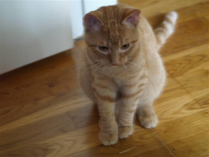 Huskat Anton - smukke anton!! billede 1