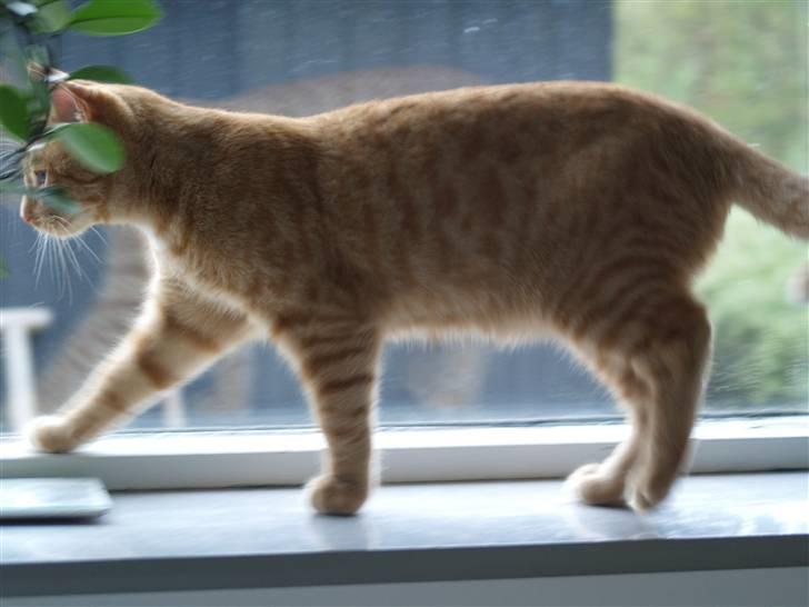 Huskat Anton - hehe,, hvor er du sød.. går i vinduskarmen inde på soveværelset!! <333 billede 2