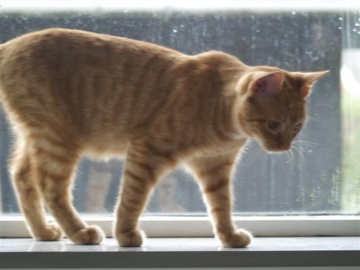 Huskat Anton - hvad er der, der nede??<33 billede 3